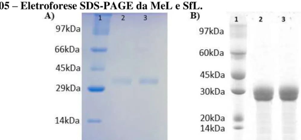 Figura 05  –  Eletroforese SDS-PAGE da MeL e SfL. 