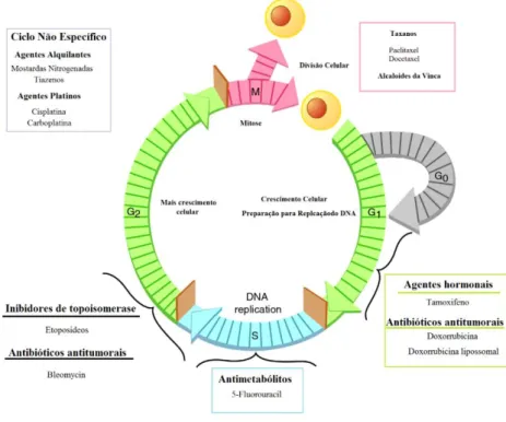 Figura 7. Atividade dos agentes quimioterápicos antineoplásicos, dependendo da fase do ciclo  celular