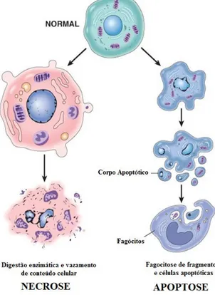 Figura 9. Progressão da morte celular. Características morfológicas de necrose e apoptose
