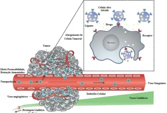 Figura  14.  Acúmulo  de  nanopartículas  em  tecido  tumoral  nas  proximidades  dos  vasos  sanguíneos