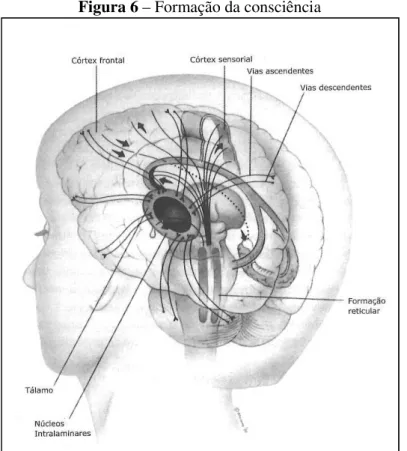 Figura 6 – Formação da consciência 