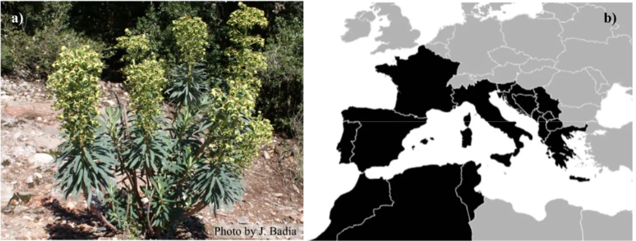 Figure 3 – A flowering individual of E. characias (a) and the distribution of the species (b)