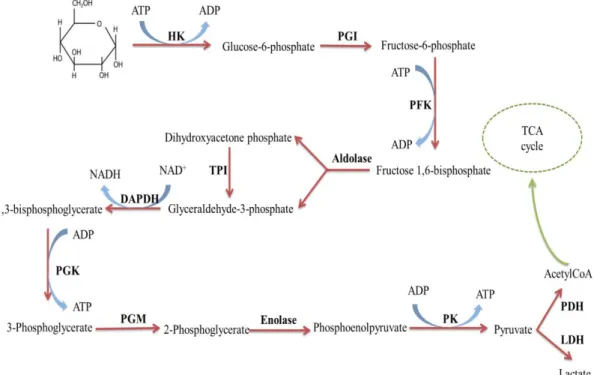 Fig.  1.1.  Schematic  processes  of  glycolysis.  HK,  hexokinase;  PGI,  phosphoglucose  isomerase;  PFK,  phosphofructokinase;  TPI,  triosephosphate  isomerase;  GAPDH,  glyceraldehyde-3-phosphate  dehydrogenase; PGK, phosphoglycerate kinase; PGM, phos