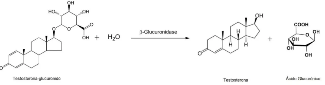 Figura 8 – Representação esquemática da hidrólise da testosterona pela enzima β-glucuronidase 