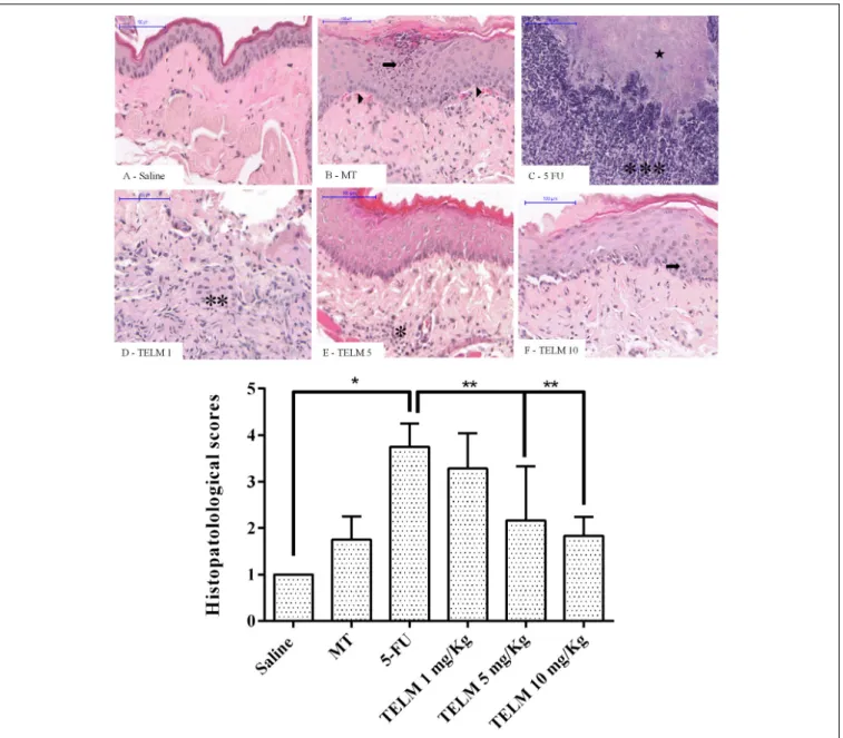FIGURE 2 | Histopathological analysis and scores of the oral mucosa of hamsters with oral mucositis (OM) induced by 5-fluorouracil (5-FU)
