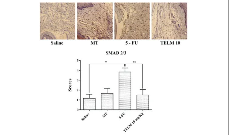 FIGURE 5 | Immunohistochemistry and scores for Smad 2/3. The saline group and the mechanical trauma (MT) group had little immunostaining