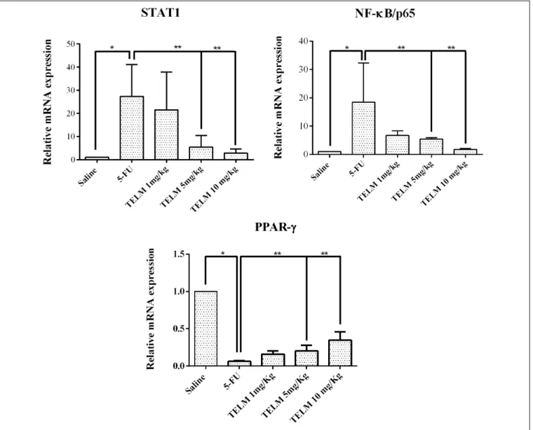 FIGURE 6 | Real-time polymerase chain reaction for the signal transducer and transcription activator 1 (STAT1), nuclear factor NFκB p65 (NFκB p65) and peroxisome proliferator-activated receptor gamma (PPARγ)