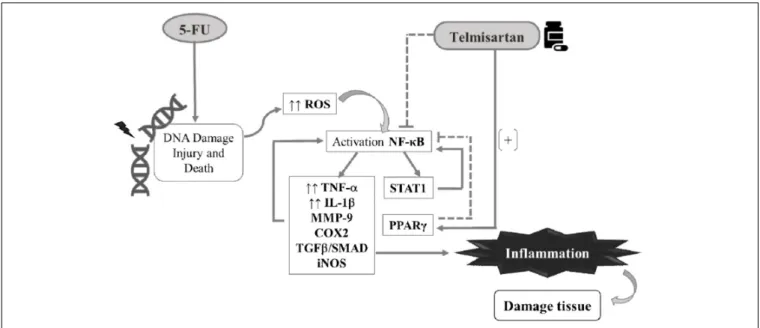 FIGURE 8 | Pharmacological modulation of the oral mucositis induced by 5-fluorouracil (5-FU) by telmisartan