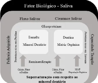 Gráfico 1 - Diversos Mecanismo da Saliva (Buzalaf et al., 2012).