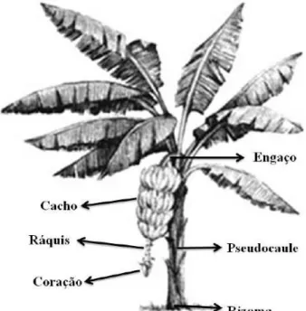 Figura 1 - Ilustração representativa da morfologia da bananeira 