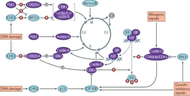 Figura 2 - Ciclo celular e proteínas reguladoras do seu progresso; Moléculas a roxo são indutoras do  progresso do ciclo celular; Moléculas a azul são inibidoras do ciclo celular (adaptado de Otto &amp; 