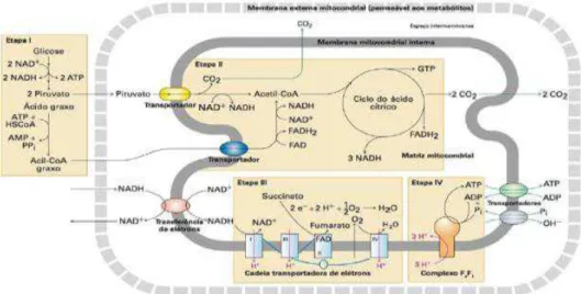 Figura 6 - Resumo da oxidação aeróbia de ácidos gordos e da glicólise (Lodish et al., 2014) 