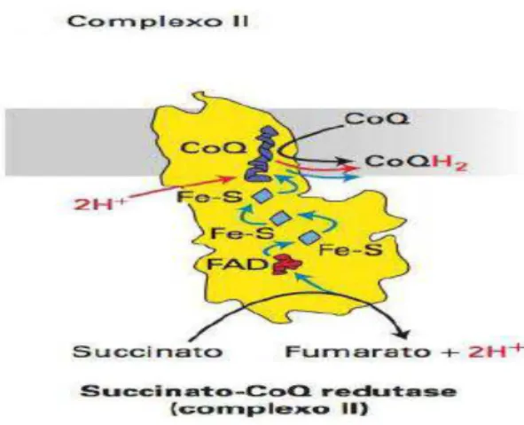 Figura 8 - Resumo do caminho efetuado pelos protões e eletrões no complexo II ((adapado de Lodish et  al., 2014) 