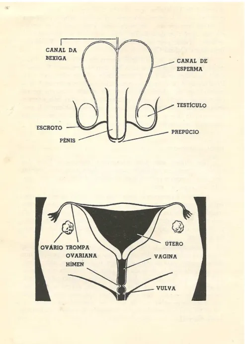 ILUSTRAÇÃO 7 – Ilustração do órgão genital masculino e feminino presentes na  página 102 do livro “Manual de Educação Sexual” (Julia Dawkins), Editora Cultrix, Brasil, 1970.