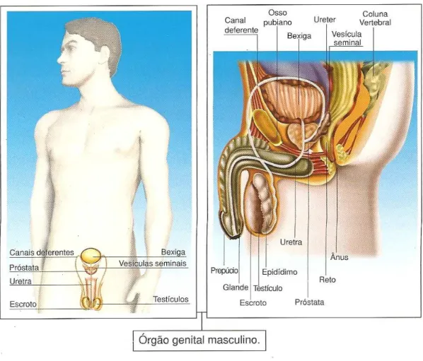 ILUSTRAÇÃO 8 – Ilustração do órgão genital masculino presente na página 58 do livro  “Evolução e sexualidade: o que nos fez humanos” (Clarinda Mercadante), Editora Moderna,  Brasil, 2009.