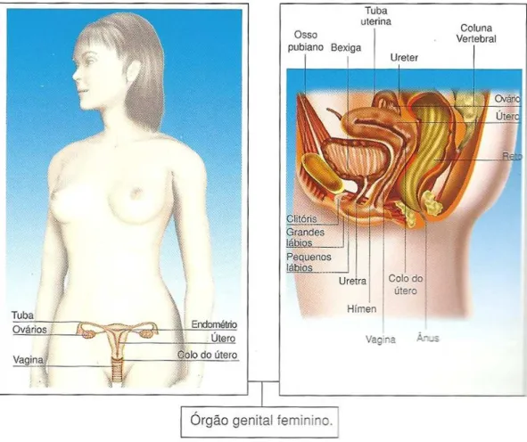 ILUSTRAÇÃO 9 – Ilustração do órgão genital feminino presente na página 60 do livro  “Evolução e sexualidade: o que nos fez humanos” (Clarinda Mercadante), Editora Moderna,  Brasil, 2009.