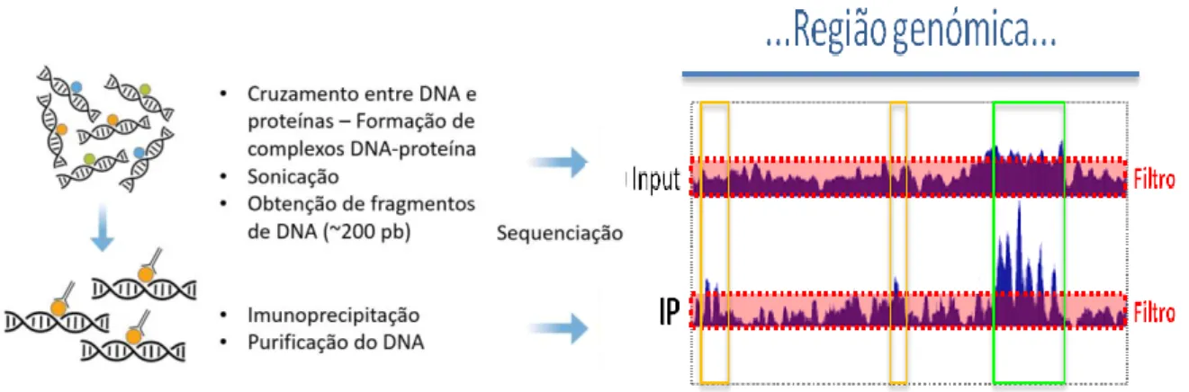 Figura  1.2  –  Metodologia  típica  de  ChIP-seq.  Após  a  formação  dos  complexos  DNA-proteína,  estes  são  fragmentados  em  pequenas porções de DNA, retirando-se uma amostra (input) para determinar o nível de “ruído de fundo” (background) que  serv