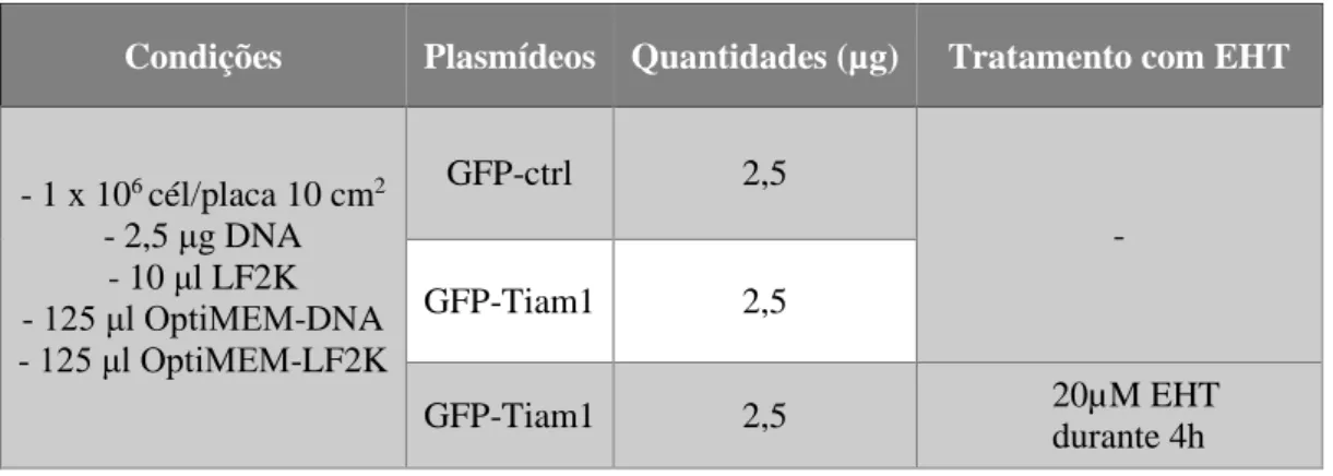 Tabela 3.1 - Condições das transfeções realizadas em células DLD1. Inclui a identificação e as quantidades respetivas de cada  DNA plasmídico transfetado, assim como, a existência de tratamentos