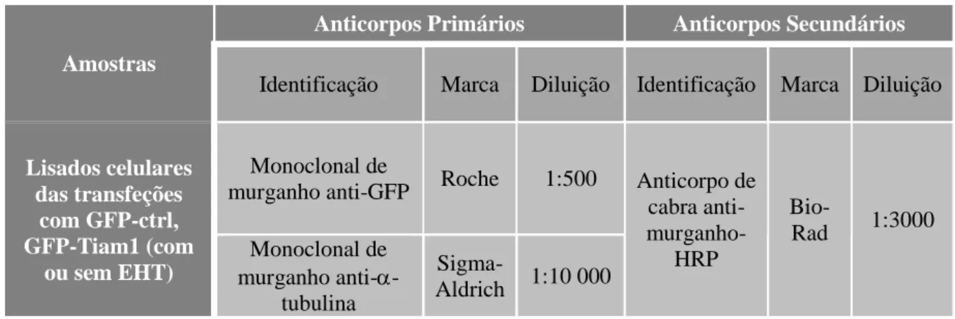 Tabela 3.2 - Anticorpos primários e secundários utilizados na análise por Western blot das amostras obtidas por lise celular