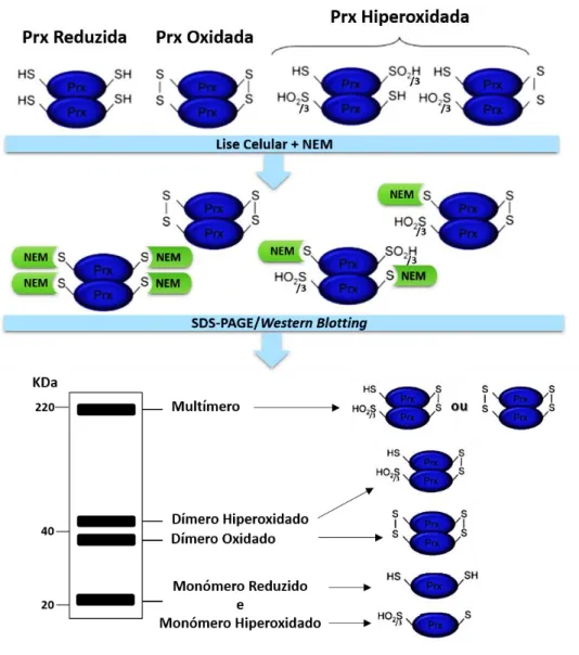 Figura  4.  Esquema  da  avaliação  do  estado  redox  na  proteína  Prx  sob  acção  do  alquilante,  NEM