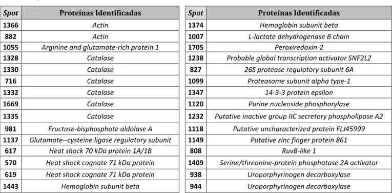Tabela 5. Proteínas identificadas com expressão diferencial, na fracção citosólica dos GVs depletados da  Hb nos indivíduos roncadores e com SAOS, em amostras “Noite” e “Manhã” (tabela completa em anexo  E).