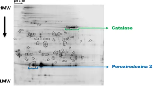 Figura 10. Gel 2D-DIGE com os  spots assinalados das proteínas diferencialmente expressas, catalase e  peroxiredoxina 2