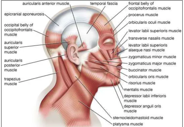 Figure 1 – Muscles involved in facial expressions  Font: Encyclopedia Britannica, 2008 