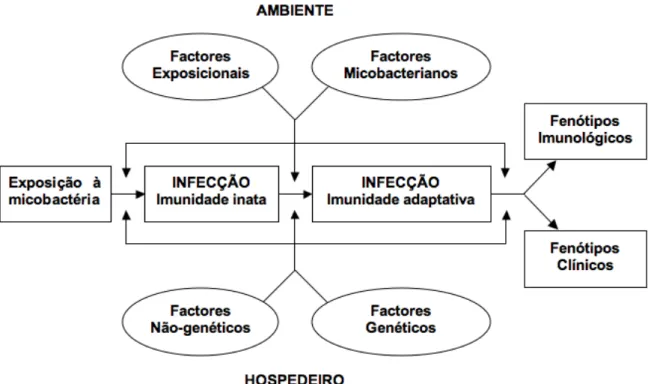 Figura  1.  Representação  esquemática  dos  diversos  passos  na  interacção  entre  micobactéria/hospedeiro humano