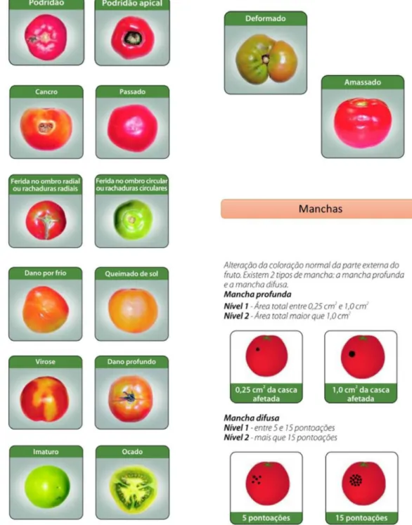 Figura 05: Classificação de defeitos do tomate pela CEAGESP Fonte: adaptado de CEAGESP (2000), s/p.