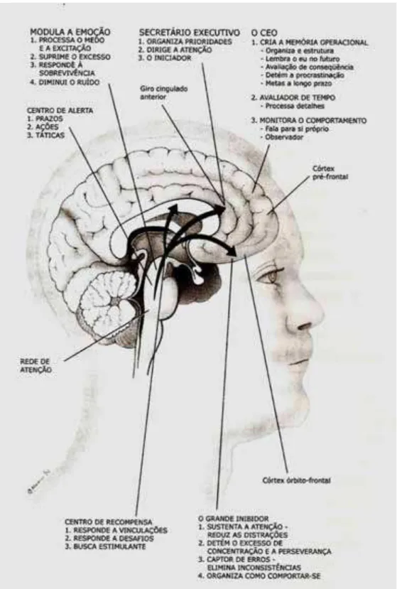 Figura 1: Componentes neurofisiológicos da atenção  Fonte: RATEY (2002, p. 137) 