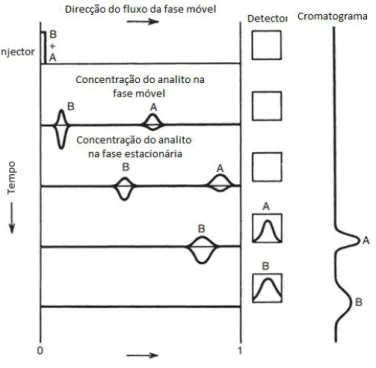 Figura 8- Esquema representativo do processo cromatográfico (adaptado de (65)). 