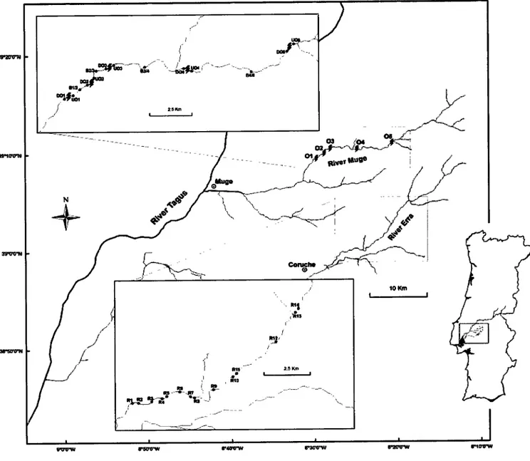Figure  l.  Location  of  úe  study  area  and sampling  sites  (')  in  the &#34;Obstacles stream&#34;  (River Muge)  and  in  the &#34;Reference stream&#34; (River Ena)