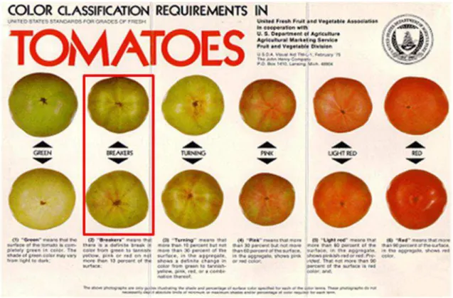 Figura 7. Classificação dos tomates quanto a cor de acordo com a USDA (2015).