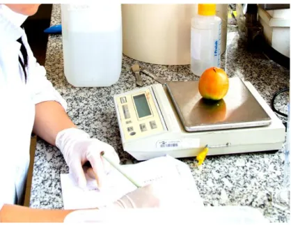 Figura 12. Determinação da firmeza de tomates: (A) remoção da pele (B) detalhe da região de medição (porção  equatorial distal) dos tomates