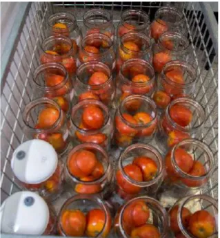 Figura 17. Tomates em recipientes de vidro para determinação da respiração e produção de etileno
