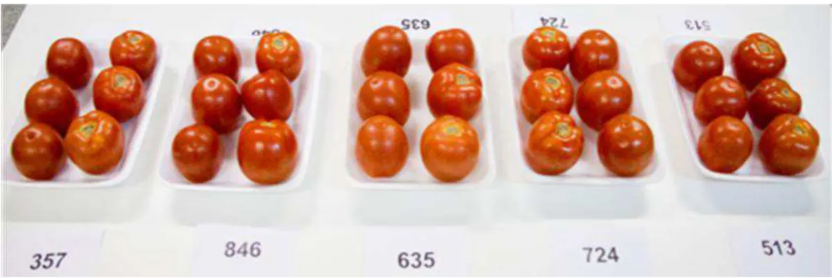 Figura 22. Análise sensorial dos tomates tratados, após 10 dias armazenamento. 