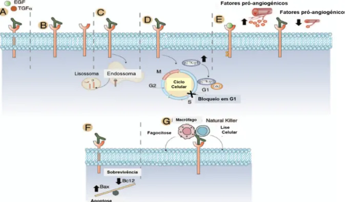 Figura  9  -  Mecanismos  de  ação  do  cetuximab.  A  -  o  cetuximab  liga-se  especificamente  ao  recetor Egfr, impedindo a ligação dos seus ligandos naturais; B – Para além do Egfr, o cetuximab  pode  ligar-se  a  outros  recetores  da  família  Her; 