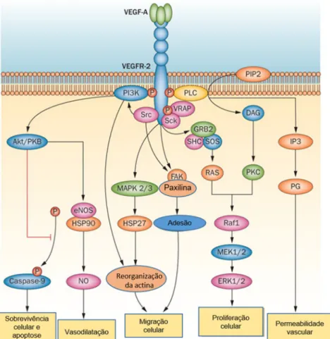 Figura 12 - Via de sinalização do Vegf-A. A ligação do Vegf-A ao recetor VegfR-2 ativa várias  vias de sinalização, incluindo a via Raf/Mek/Erk, responsável pela indução da proliferação celular  e a via Pi3k/Akt que estimula os mecanismos de sobrevivência 