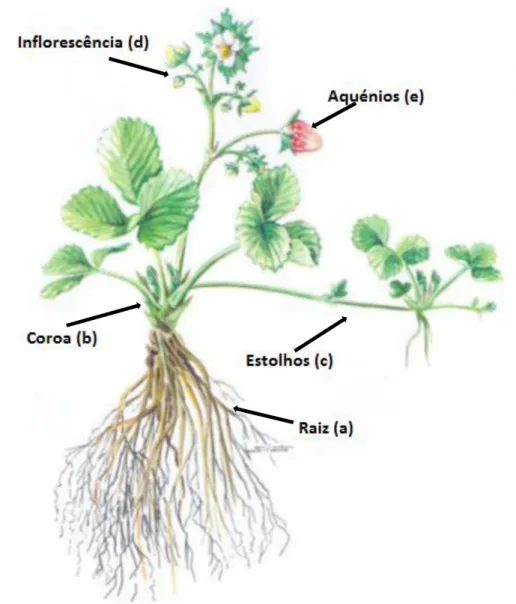 Figura 1 - Morfologia da planta do morangueiro. (a) – raiz, (b) – coroa,  (c) – estolhos, (d) – inflorescências, (e) – aquénios; Adaptado de: Palha,  2005 