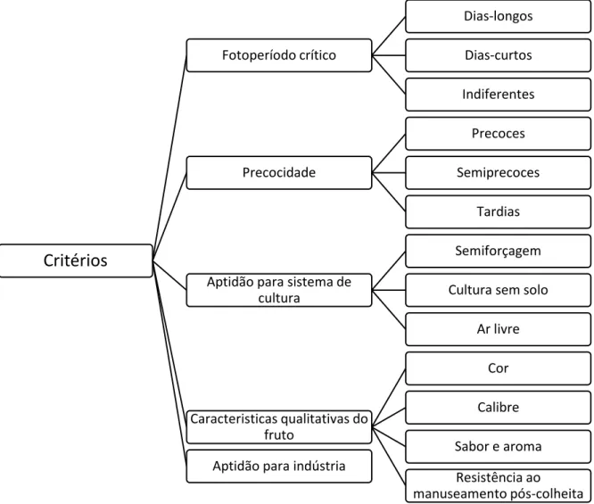 Figura 2 - Critérios de classificação de cultivares de morangueiro; Adaptado de: Almeida,  2014