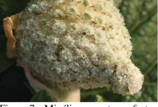 Figura 7 – Micélio presente em frutos  verdes,  causado  pelo  oídio;  Fonte: 