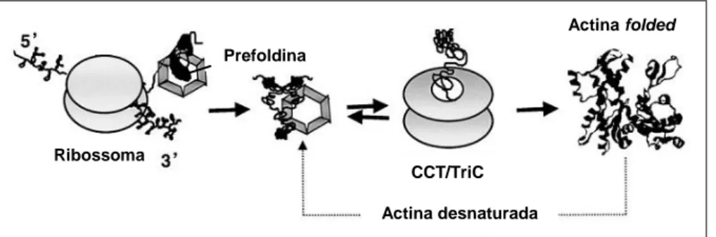 Figura 1.3 - Modelo do papel da GimC/Prefoldina no folding da actina (adaptado de Hansen et al.,  1999)