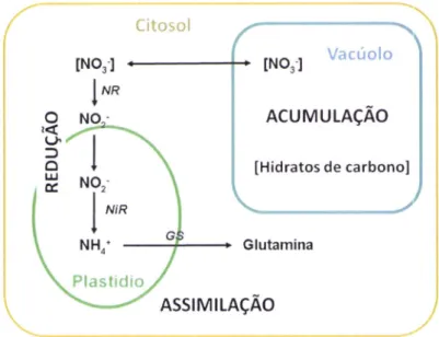 Figura  7  -  Esquema representativo  do processo  de  acumulação,  redução  e  assimilação  de  nitrato.