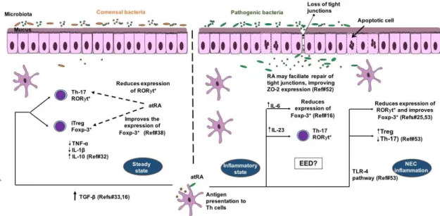 Figure 1. Model for the benefits of retinoic acid on intestinal barrier function in T-cell mediated inflammatory conditions such as environmental enteric dysfunction (EED) and neonatal necrotizing enterocolitis (NEC) in children