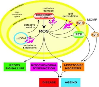 Figure  3  -  Schematic  representation  of  mitochondrial  oxidative  damage and its consequences 39 