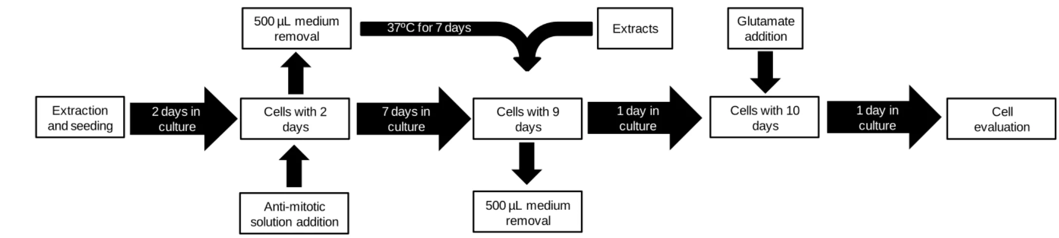 Figure 4 - Overall flowchart of the main steps involved on cerebellar granule cells culture, occurring during the four tasks proposed