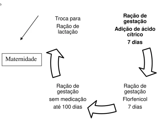 Figura 9  –  Arraçoamento de matrizes na fase de gestação 
