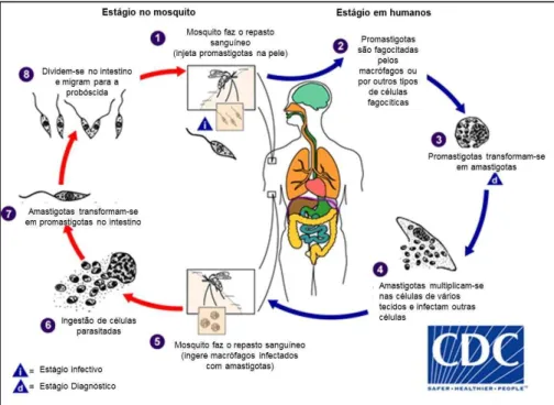 Figura  2:  Ciclo  de  vida  da  Leishmania  infantum,  mostrando  a  interação  do  parasita  com  o  hospedeiro