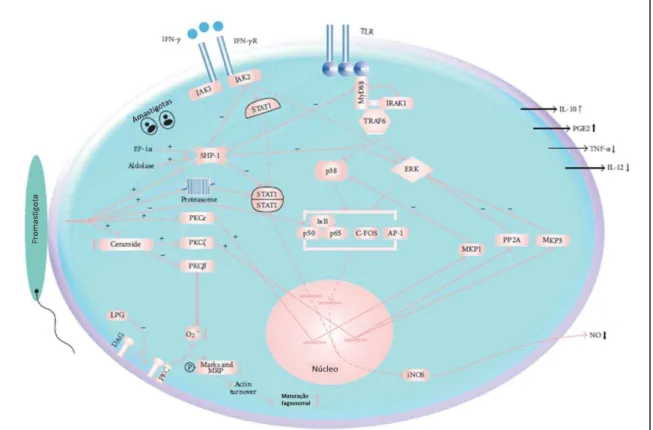 Figura 3: Manipulação das vias de sinalização de macrófagos feito pela Leishmania. O parasita  altera  mecanismos-chave  da  célula,  possibilitando  sua  sobrevivência  e  crescimento
