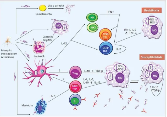 Figura  4:  Mecanismos  da  imunidade  inata  e  adaptativa,  associados  com  a  susceptibilidade  ou  resistência  à  leishmaniose  visceral